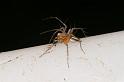 Oxyopes_ZZ606_D7734_Z_88_North Stradbroke island_Australie